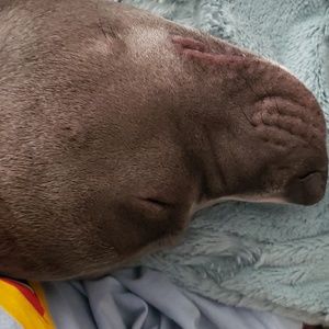 Meet your Posher, Frances